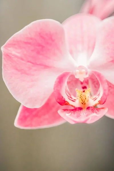 Orkidé blomma i blom, blommor och botanisk trädgård — Stockfoto