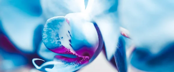Квітка орхідеї в цвітіння, квітковий цвіт і ботанічний сад — стокове фото