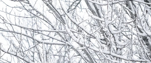Ormanda karlı ağaçlar, kış doğası ve tatil mevsimi