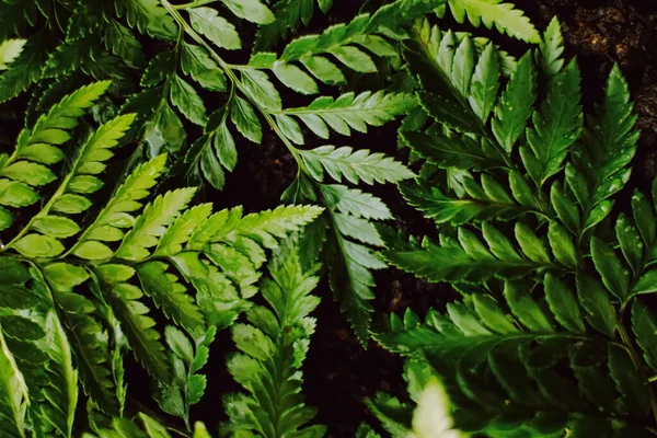 Hojas de plantas tropicales en el jardín como fondo botánico, Naturaleza y medio ambiente — Foto de Stock