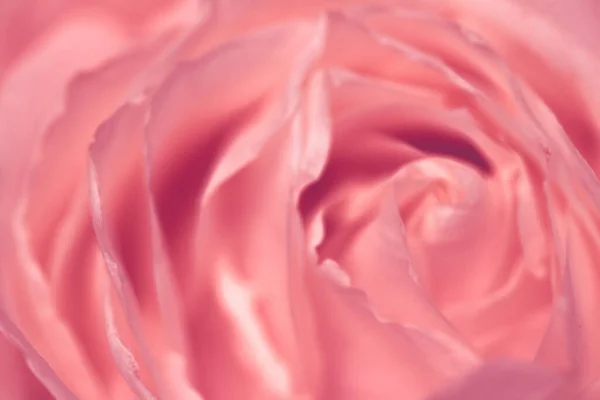 Floraison rose, gros plan de la fleur de jardin au printemps — Photo