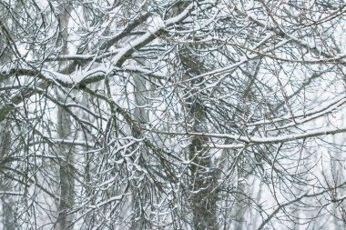 Ormanda karlı ağaçlar, kış doğası ve tatil mevsimi