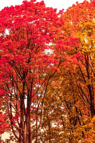 Herfst natuur, herfst bladeren en bomen buiten — Stockfoto