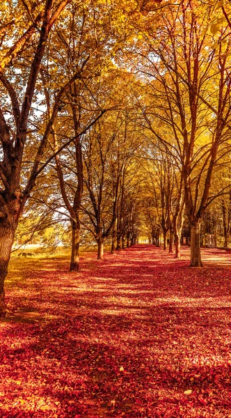 Jesienna przyroda, jesienne liście i drzewa na zewnątrz — Zdjęcie stockowe