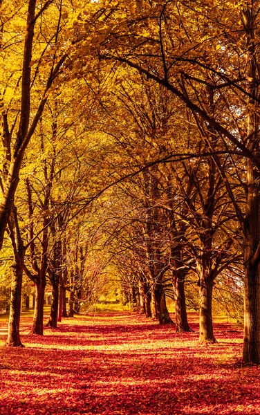 Outono natureza, queda folhas e árvores ao ar livre — Fotografia de Stock