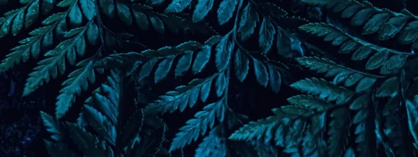 Feuilles de plantes bleues la nuit comme fond botanique surréaliste, design minimal — Photo