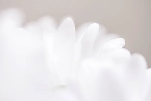 Λευκό άνθος μαργαρίτα σε ανθισμένα και ανθισμένα πέταλα την άνοιξη, τη φύση και το βοτανικό υπόβαθρο — Φωτογραφία Αρχείου