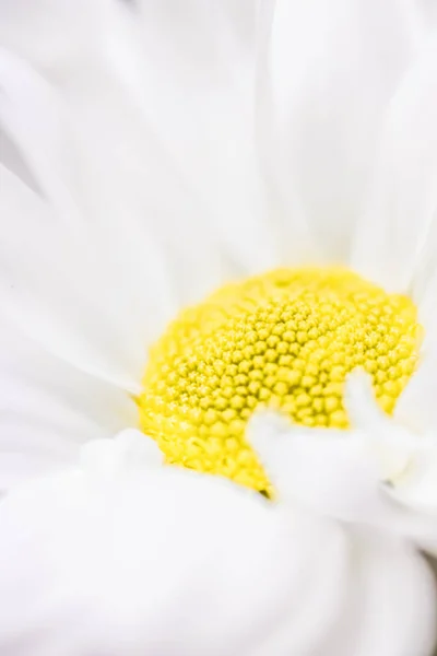 Flores de margarita de primavera en la naturaleza, arte floral y jardín botánico — Foto de Stock