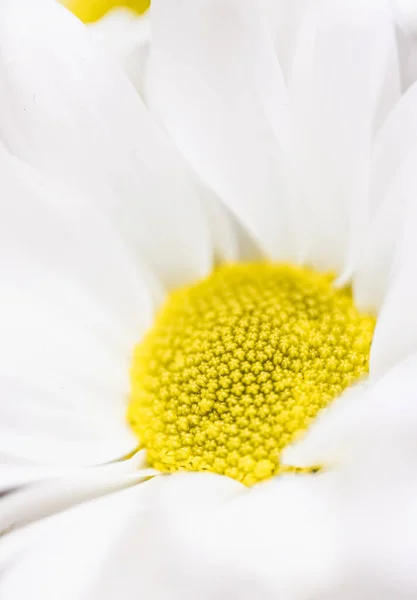 春天里的菊花、花卉艺术与植物园 — 图库照片