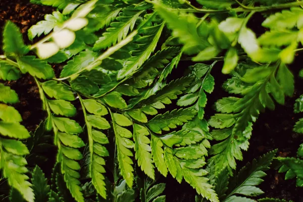 Hojas de plantas tropicales en el jardín como fondo botánico, Naturaleza y medio ambiente — Foto de Stock