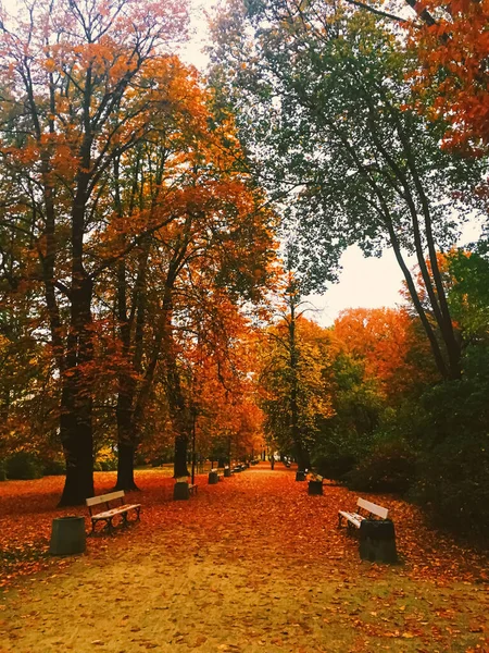 Natura autunnale in parco, foglie autunnali e alberi all'aperto — Foto Stock