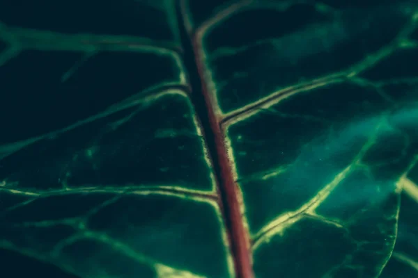 Grüne Blatttextur als tropischer botanischer Garten Hintergrund, Natur und Umwelt — Stockfoto