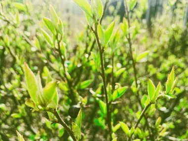 Güneşli bir günde botanik bahçesinde yeşil bahar yaprakları, doğa ve çevre