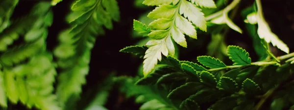 Hojas de plantas tropicales en el jardín como fondo botánico, Naturaleza y medio ambiente — Foto de Stock