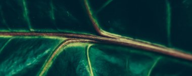 Yeşil yaprak dokusu tropik botanik bahçesi arka planı, doğa ve çevre olarak