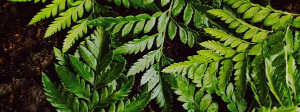 Hojas de plantas tropicales en el jardín como fondo botánico, Naturaleza y medio ambiente — Foto de Stock