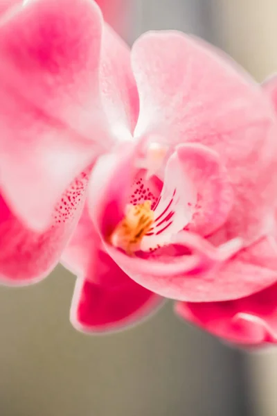 Orkidé blomma i blom, blommor och botanisk trädgård — Stockfoto