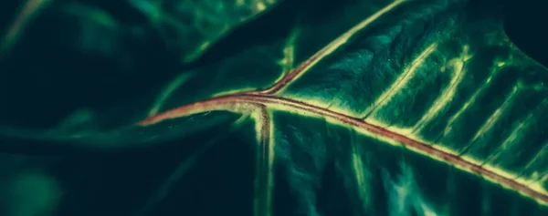 Zielony liść tekstury tropikalnego ogrodu botanicznego tła, przyrody i środowiska — Zdjęcie stockowe