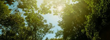 Güzel güneşli bahar ve yaz doğası, parktaki ve dışarıdaki ağaçlar