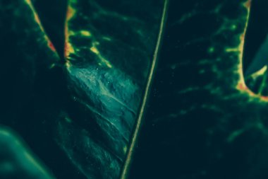 Yeşil yaprak dokusu tropik botanik bahçesi arka planı, doğa ve çevre olarak