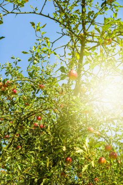 Güzel güneşli bahar ve yaz doğası, parktaki ve dışarıdaki ağaçlar