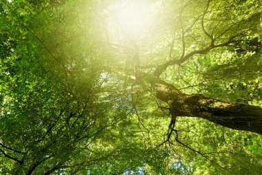 Güzel güneşli bahar ve yaz doğası, parktaki ve dışarıdaki ağaçlar