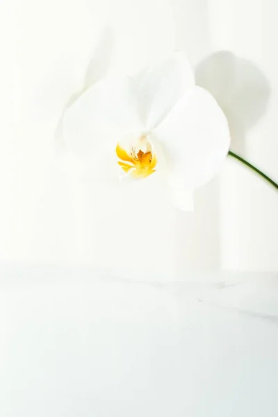 Blommande orkidé blomma på vit bakgrund — Stockfoto