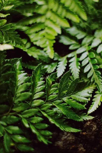 Hojas de plantas tropicales en el jardín como fondo botánico, Naturaleza y medio ambiente — Foto de Stock