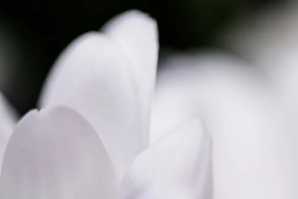 Weiße Gänseblümchenblüte in Blüte und Blütenblätter im Frühling, Natur und botanischer Hintergrund — Stockfoto