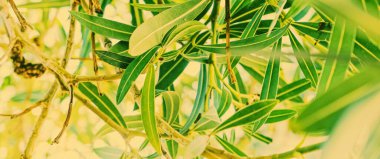 Botanik arka plan, zeytin dalı ve yapraklar yazın, güzel doğa.