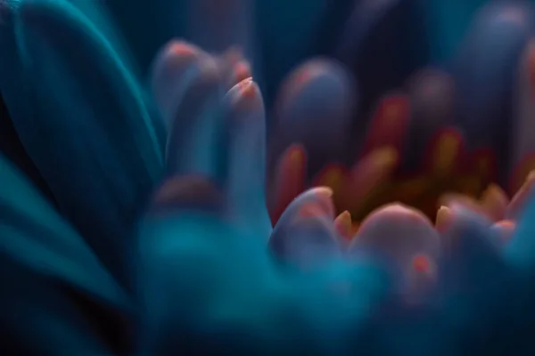 Blooming chrysanthemum or daisy flower, close-up floral petals as botanical background — Stock Photo, Image