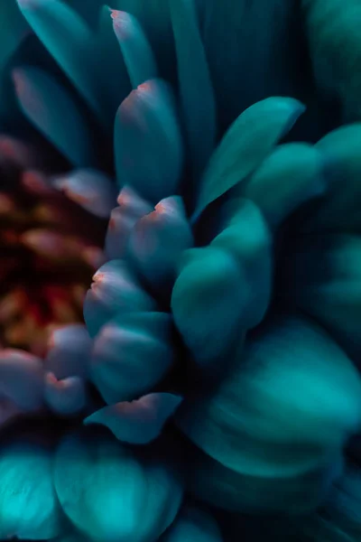 Crisantemo en flor o flor de margarita, pétalos florales de primer plano como fondo botánico — Foto de Stock