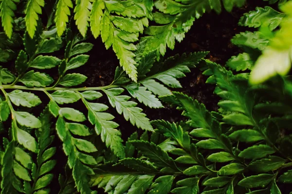 Hojas de plantas tropicales en el jardín como fondo botánico, Naturaleza y medio ambiente — Foto de Stock