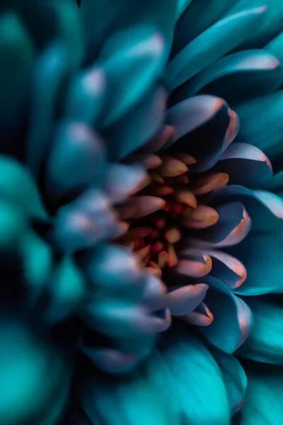 Bloeiende chrysant of madeliefje bloem, close-up bloemblaadjes als botanische achtergrond — Stockfoto