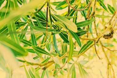 Botanik arka plan, zeytin dalı ve yapraklar yazın, güzel doğa.