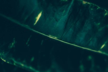 Yeşil yaprak dokusu tropik botanik bahçesi arka planı, doğa ve çevre olarak