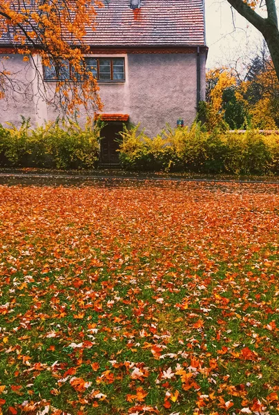 Natureza de outono no parque, folhas de queda e árvores ao ar livre — Fotografia de Stock
