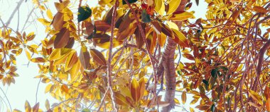 Botanik arka plan, zeytin dalı ve yapraklar yazın, güzel doğa.