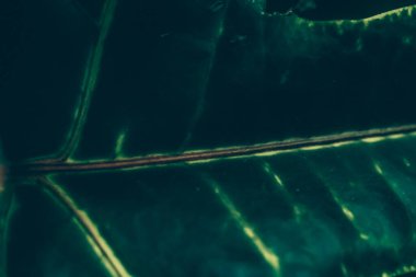 Yeşil yaprak dokusu tropik botanik bahçesi arka planı, doğa ve çevre olarak