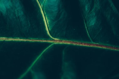 Yeşil yaprak dokusu tropik botanik bahçesi arka planı, doğa ve çevre olarak