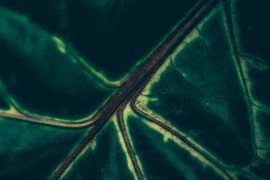 Yeşil yaprak dokusu tropik botanik bahçesi arka planı, doğa ve çevre olarak