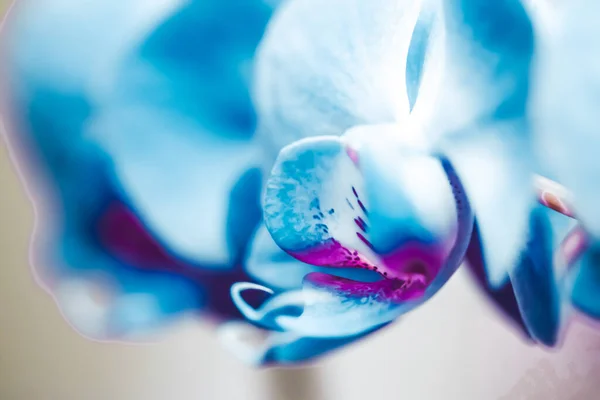 Orchideenblüte, Blütenpracht und botanischer Garten — Stockfoto