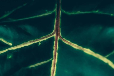 Yeşil yaprak dokusu tropik botanik bahçesi arka planı, doğa ve çevre olarak