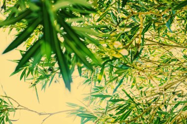 Botanik arka plan, zeytin dalı ve yapraklar yazın, güzel doğa.