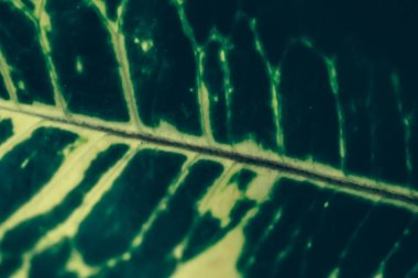 Yeşil yaprak dokusu tropik botanik bahçesi arka planı, doğa ve çevre olarak