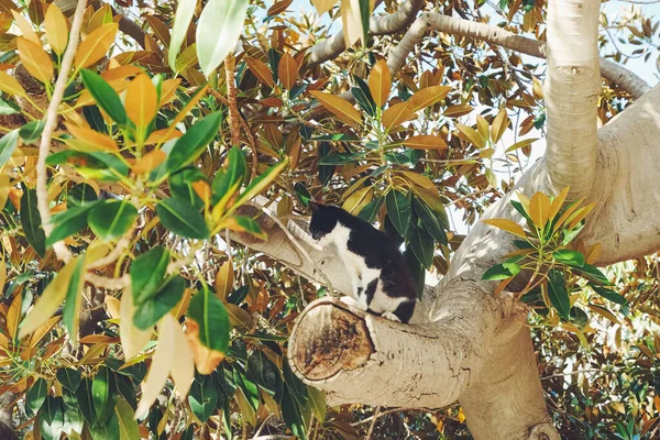 Kíváncsi macska ül az olajfa ág nyáron, állatok és a természet — Stock Fotó