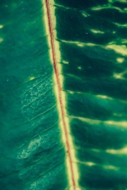 Yeşil yaprak dokusu tropik botanik bahçesi arka planı, doğa ve çevre olarak