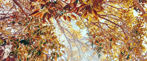 Botanisk bakgrund, olivträd grenar och blad på sommaren, vacker natur — Stockfoto