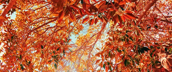 Botanisk bakgrund, olivträd grenar och blad på sommaren, vacker natur — Stockfoto