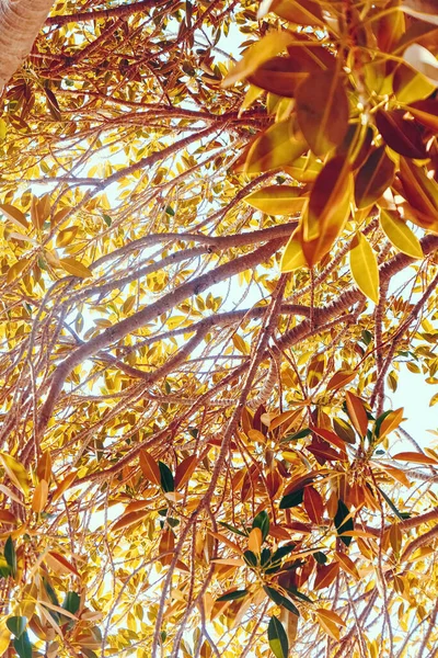 Botanické pozadí, olivovníky a listy v létě, krásná příroda — Stock fotografie